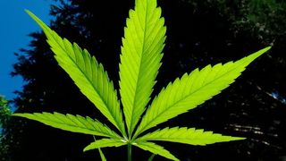 Von Cannabis als Medizin gegen Krebs ist viel die Rede. Doch noch ist zu wenig bekannt über die Wirkung der Cannabinoide im Körper. Grazer ForscherInnen haben untersucht, wie sich Hanf-Substanzen bei Dickdarmkrebs auswirken. (gemeinfrei)