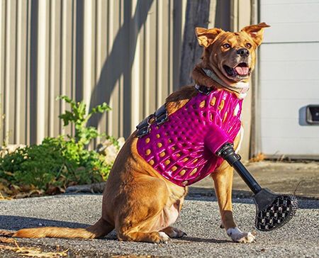 Im FDM-3D-Druck hergestellte Gliedmaßenprothese für Hunde (DiveDesign/Purmundus Challenge)