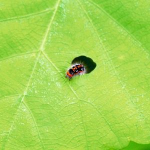 Werden Pflanzen angeknabbert, produzieren viele das Hormon Jasmonsäure, das die Fraßfeinde abwehren soll (Symbolbild).(Bild:  gemeinfrei, zoosnow /  Pixabay)