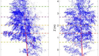 Auch Bäume haben einen Tag-Nacht-Rhythmus (Bild: Eetu Puttonen)