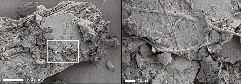Mikroskopaufnahme einer Bodenprobe (Bild: Carsten W. Müller)