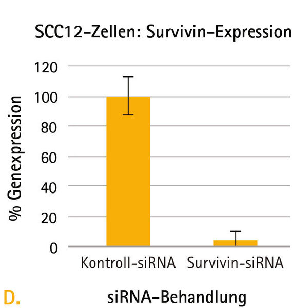 Abb. 4D: Bestätigung der relativen Survivin-Expressionsniveaus mit oder ohne Survivin-Knockdown in SCC12-Zellen mittels qRT-PCR. (Bild: Merck Millipore)