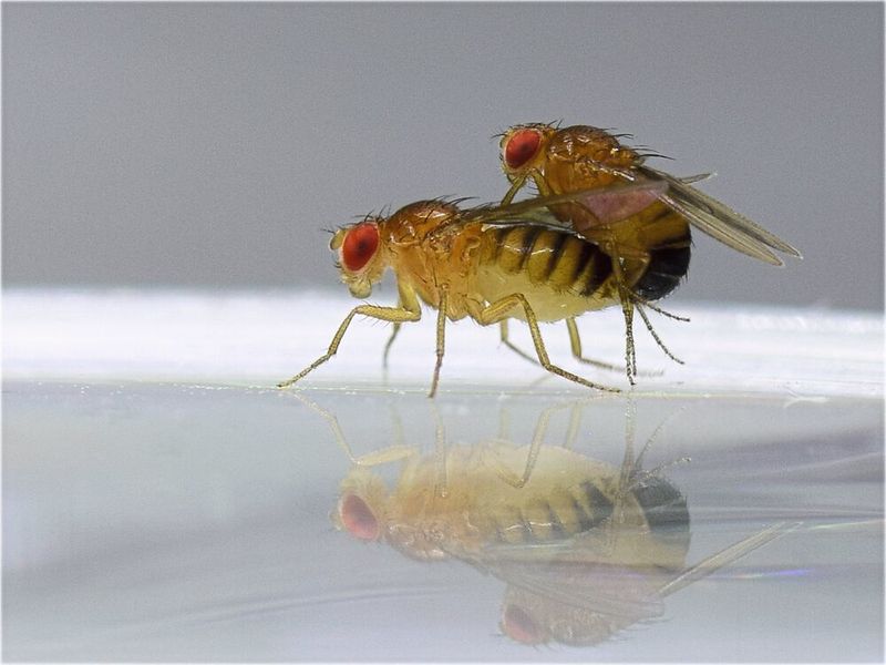 Fruchtfliegen der Art Drosophila melanogaster bei der Paarung  (Mareike koppik)