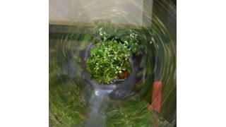 Die Modellpflanze Ackerschmalwand (Arabidopsis thaliana) in einer Röhre. (Bild: Marion Rehers, Fraunhofer-Institut für Molekularbiologie und Angewandte Ökologie (IME))