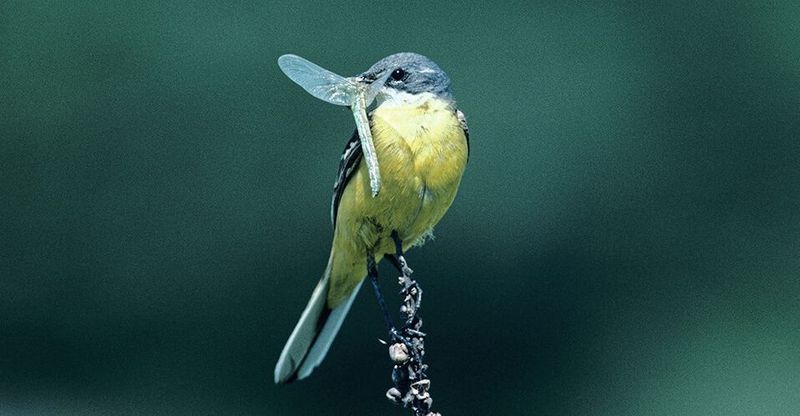 Schafstelze (Motacilla flava) mit Libellenbeute, Schweiz (© Rolf Nussbaumer)