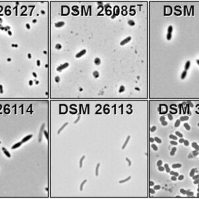 Lichtmikroskopische Bilder von Bakterien aus dem Darmmikrobiom der Maus (Bild: DSMZ)