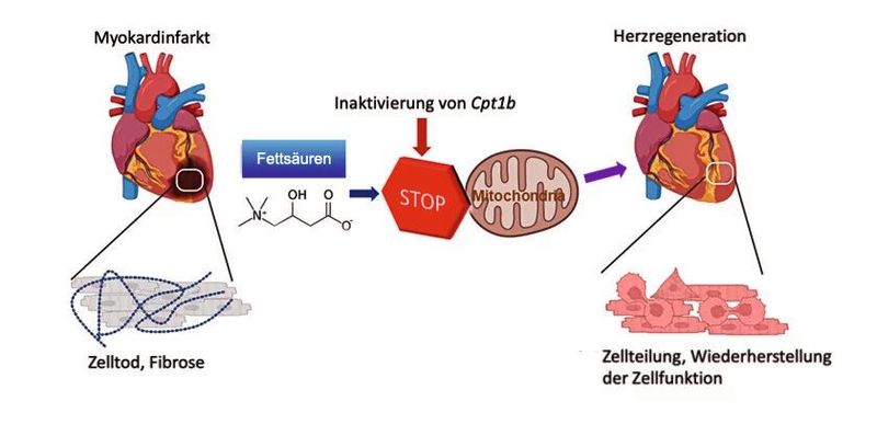 In Mäusen mit inaktivem Cpt1b-Gen kann sich das Herz nach einem Infarkt wieder regenerieren.(Bild:  MPI für Herz- und Lungenforschung, erstellt mit Biorender.com)