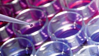 Zellbasierter Assay zur Identifizierung von Immunmodulatoren. (Bild: © Fraunhofer IGB)