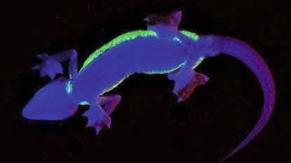 Die Bauchansicht zeigt einerseits die charakteristischen Füße des Wüstengeckos und andererseits die seitlich klar begrenzten fluoreszierenden Hautbereiche (unter zusätzlicher UV-Beleuchtung mit max. 365 nm Wellenlänge fotografiert). (Bild: David Prötzel)