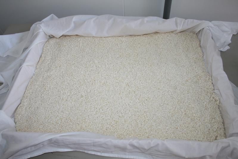 Hier wurde der fermentierte Koji gerade aus der Klimakammer geholt. In Tücher gewickelt wird bei definierter Zeit, Feuchte und Temperatur fermentiert.  (Bild: ttz Bremerhaven)