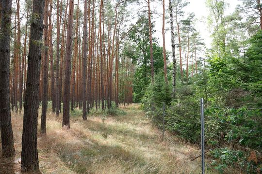 Nicht etwa neue Weihnachtsbaum-Plantagen sind hier rechts im Bild zu sehen, sondern ein Teil eines von Trans-O-Flex im Luckaitztal im Landkreis Oberspreewald-Lausitz (Brandenburg) in einen Mischwald umgewidmete Kiefernmonokultur zum klimaresistenten Wald.(Bild:  Trans-O-Flex)