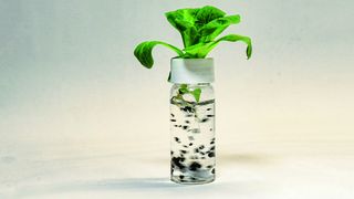 Experimentaufbau, bei dem die Forscher den Nährlösungen von Salatpflanzen Reifenabrieb zusetzten. (Bild: Gabriel Sigmund)