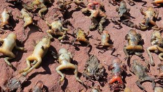 Opfer einer Bd-Epidemie in den französischen Pyrenäen. (Dirk S. Schmeller)