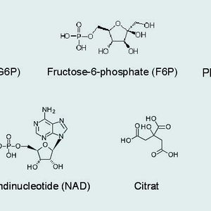 Abb. 2 Chemische Strukturformeln von typischen Metaboliten des zentralen Kohlenstoffwechsels; alle Verbindungen haben stark polaren bis ionischen Charakter.