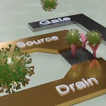 Forscher der TU Dresden wollen mit Nanoelektronik-Sensoren virale Antigene nachweisen. Forscher der TU Dresden wollen mit Nanoelektronik-Sensoren virale Antigene nachweisen.