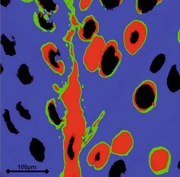 Abb. 4: Auf der Schnittfläche quer zu den Jahresringen von Buchenholz zeigt die IR-Mikroskopaufnahme rot markiert die Klebefuge sowie Poren in denen Kleber eingedrungen ist. In den grün gefärbten Bereichen haben sich Holzzellen mit Klebstoff vermischt. Beim blauen Hintergrund handelt es sich um das Holz ohne Klebstoff. Schwarz sind leere Poren. (Bild: Currenta)