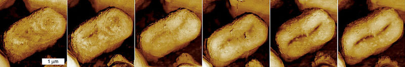 Abb.2: Abbildung der Zellteilung einer Cyanobakterienzelle (Synechococcus), aufgenommen mit einem Rasterkraftmikroskop.  (Archiv: Vogel Business Media)