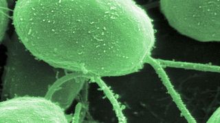 Elektronenmikroskopische Aufnahme einer Grünalge (Chlorophyta), digital eingefärbt. (Dartmouth Electron Microscope Facility, Elizabeth Smith, Louisa Howard, Erin Dymek)