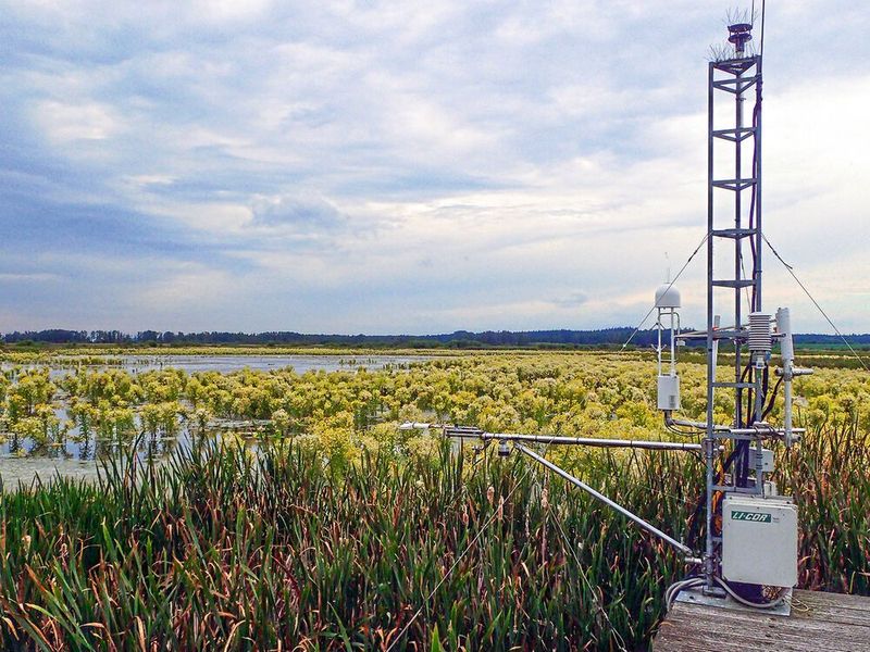 Instrumentierung zur Bestimmung der Treibhausgasflüsse (Eddy-Kovarianz System) mit Blick auf den wieder nasser und sehr viel stärker bewachsener Polder Zarnekow im Juni 2020.