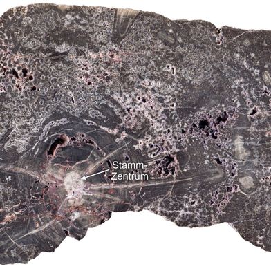 Detailaufnahme eines geschnittenen Kieselholzes vom Kyffhäuser mit einem horizontalen Durchmesser von ca. 20 Zentimetern. Die weiß-grauen Flecken sind verschiedene helle und dunkle Quarzgenerationen. (Bild: © Steffen Trümper)