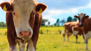 HealthyCow24 von SCR Dairy informiert den Bauern in Echtzeit über den Zustand seiner Kühe. (Bulls Eye/flickr.com)