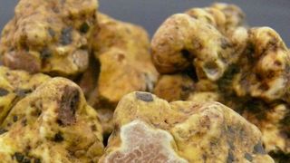 Weißer Piedmont-Trüffel, der üblicherweise zum Aromatisieren von Öl verwendet wird. (Richard Splivallo)