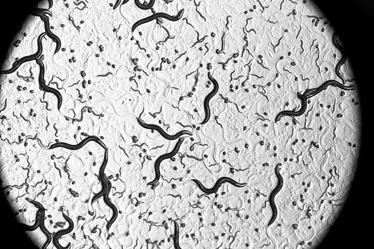 The roundworm Caenorhabditis elegans has a life span of two to three weeks. This makes them well suited for studying aging. The roundworm Caenorhabditis elegans has a life span of two to three weeks. This makes them well suited for studying aging.