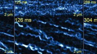 Abb.3: Anwendungsbeispiel für eine Resonanzscanning-Zeitserie im Vergleich zur Zeitserie mit Airyscan-Fast-Aufnahmemodus, bei dem Kardiomyozyten mit Tubulin-EMTB verwendet werden, um die Deformierung von Mikrotubuli bei hohen Bildraten zu messen. (Bilder oben) Standbilder aus einer Resonanzscanning-Zeitserie, die mit 80 Bildern/Sekunde erfasst wurde. (Bilder unten) Standbilder aus einer Zeitserie im Airyscan Fast-Modus, die mit 96 Bildern/Sekunde aufgenommen wurden. Jede Zeitserie zeigt jeweils die ruhenden Tubuli, kontrahierte Tubuli und wieder ruhende Tubuli. (Ben Prosser, University of Pennsylvania [3])