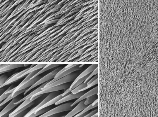 Rasterelektronenmikroskopische Aufnahmen zeigen die winzigen Härchen, so genannten Setulae, auf der Echsenhaut.(Bild:  Filippov et al.)