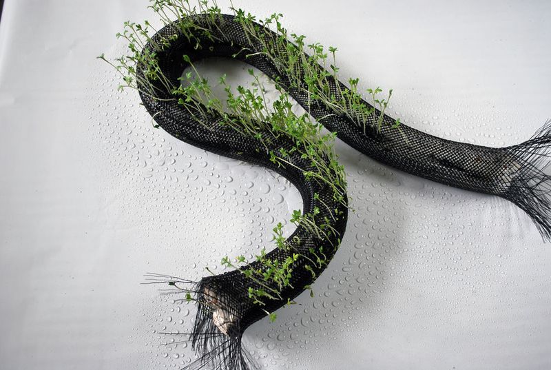 In dem Projekt nimmt aber auch architektonische Ästhetik einen wichtigen Platz ein, und es entstehen neue, sich permanent ändernde, ressourcenschonende architektonische Systeme. (Projekt flora robotica)