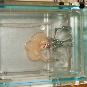 In einer neu entwickelten Perfusionskammer wird der Darm ex-vivo isoliert vom Körper betrieben. 