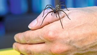 Viele Menschen haben Angst vor Spinnen. In der Konfrontationstherapie lernen sie, diese Angst zu überwinden. (Roberto Schirdewahn)