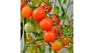 Tomato plants that are colonized by a root fungus have a large increase in yield under saline conditions. (CC0)