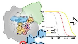 Die Kombination aus strukturbasiertem Design, biochemischer Charakterisierung und einem neuen innovativen zellulären System ermöglicht es, vielversprechende chemische Werkzeuge für die Wirkstoffforschung zu identifizieren. (TU Dortmund & Rauh et al. in Nature Communications 2021)