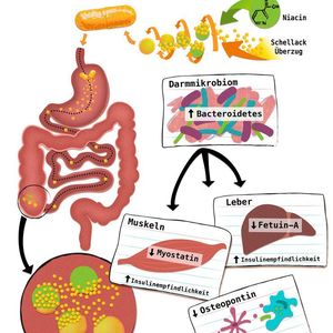 (Holly McKelvey/Exzellenzcluster „Inflammation at Interfaces“)