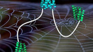 Schematische Abbildung eines Spidroins, bestehend aus einer verknüpften C-terminalen Domäne (cyan), der entfalteten mittleren Domäne (weiße Linie) und den N-terminalen Domänen (grün), ... (Ausschnitt) (Hannes Neuweiler/Universität Würzburg)