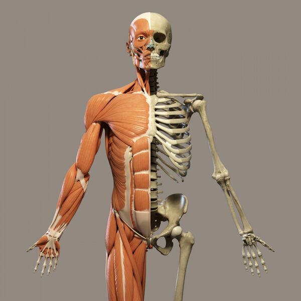 Platz 1: Muskel-Skelett-System   Die meisten Arbeitsunfähigkeitstage verursachten 2018 Beschwerden von Skelett- und Muskelsystem: Über ein Fünftel der AU-Tage sind laut DAK-Statistik darauf zurückzuführen (20,9%).  (Bild: Piotr Siedlecki (CC0), https://www.publicdomainpictures.net/en/view-image.php?image=241967&picture=human-skeleton (Bild: Piotr Siedlecki (CC0))