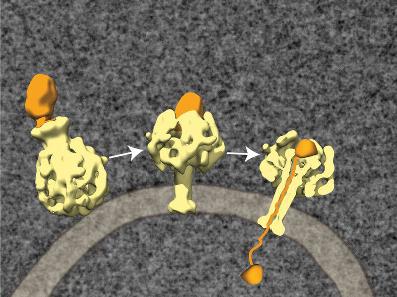 Der Toxin-Komplex besteht aus drei Komponenten: TcA (gelb), TcB und TcC (orange). Der Komplex bindet an einen Rezeptor in der Membran einer Wirtszelle und wird durch Endozytose aufgenommen (links). Eine Änderung des pH-Werts verändert den dreidimensionalen Aufbau: Der zentrale Kanal schiebt sich wie die Kanüle einer Spritze durch die Zellmembran (Mitte). TcB und TcC können so in das Zellinnere gelangen. Dabei wird TcC entpackt und verliert seine ursprüngliche Struktur. (Bild: MPI f. molekulare Physiologie/Raunser)