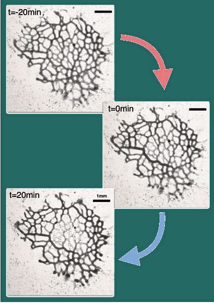 Wenn schädliches Licht das Zentrum des Schleimpilznetzwerks trifft verschiebt der Schleimpilz Grund -und Oberton der Pumpwellen und erhöht so die Pumpeffizienz(Bild:  MPIDS)