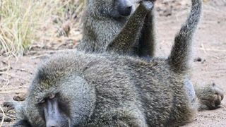 Anubispaviane (Papio anubis) bei der Fellpflege im Lake Manyara National Park, Tansania (Filipa Paciênca/Deutsches Primatenzentrum)
