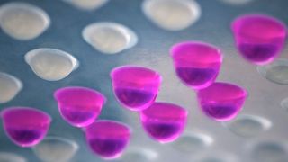 In den hängenden Tropfen können sich die dreidimensionalen Zellmodelle bilden.  (Fraunhofer IST)