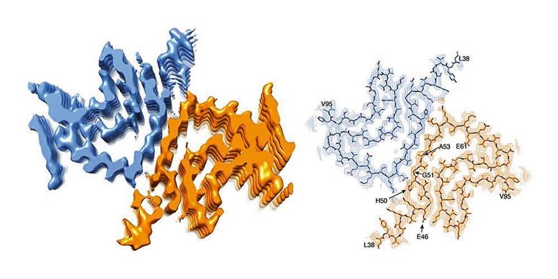 Wie entsteht Parkinson? Querschnitt einer alpha-Synuclein-Fibrille. Links: 3-D-Rekonstruktion einer Fibrille, welche zwei miteinander interagierende Proteinmoleküle zeigt. Rechts: Atom-Modell der Fibrillenstruktur. (Universität Basel)