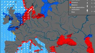 Verbreitung von Mnemiopsis leidyi in westlichen eurasischen Gewässern für den Zeitraum von 1990 bis November 2016 basierend auf 12.400 georeferenzierten Beobachtungen (schwarze Punkte), wobei die Bereiche Präsenz (rot) und Abwesenheit (dunkelblau) markiert sind. Durchschnittliche Strömungsgeschwindigkeiten und -richtungen (weiße Pfeile) zeigen generelle Zirkulationsmuster. (Cornelia Jaspers/GEOMAR, DTU Aqua)