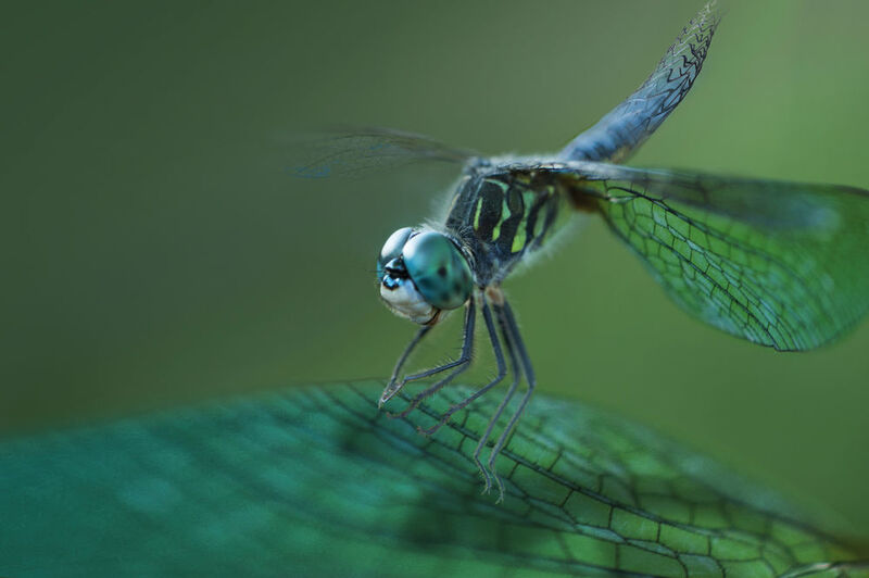 Die leichten Flügel der Libelle werden durch eine komplexe Flügeladerung stabilisiert –  ​ ein bionisches Vorbild für den Leichtbau. (Bild: Cadera Design)