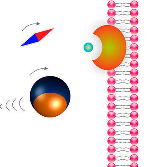 Ein Mikroroboter wird mit einem Magnetfeld zu einer Zelle gesteuert (Ausschnitt) ... Ein Mikroroboter wird mit einem Magnetfeld zu einer Zelle gesteuert (Ausschnitt) ...