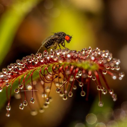 Fruchtfliegen länger leben, wenn ihnen geringe Dosen des Stimmungs-Stabilisierers Lithium gegeben werden (im Bild Drosophila spec. auf Sonnentau) Fruchtfliegen länger leben, wenn ihnen geringe Dosen des Stimmungs-Stabilisierers Lithium gegeben werden (im Bild Drosophila spec. auf Sonnentau)