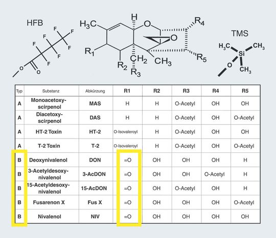 Abb.1: Strukturen von A- und B-Trichothecenen (mit Derivatisierungssubstituenten). Abb.1: Strukturen von A- und B-Trichothecenen (mit Derivatisierungssubstituenten).