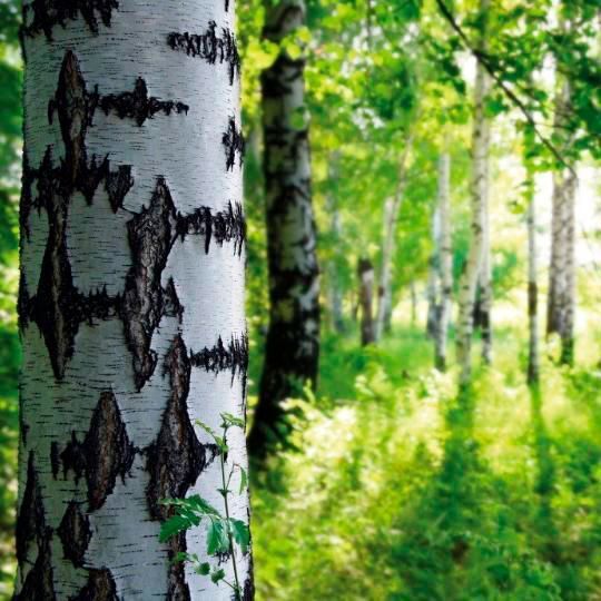 Solvay agrees to take full ownership of U.S. cellulose acetate flake plant from joint venture partner Eastman Chemical Company. Solvay agrees to take full ownership of U.S. cellulose acetate flake plant from joint venture partner Eastman Chemical Company.