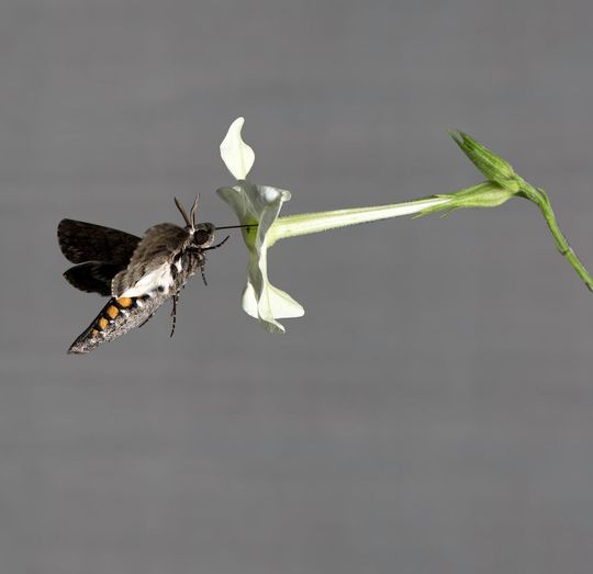 Ein Tabkschwärmer (Manduca sexta) saugt Nektar aus der Blüte des Tabaks Nicotiana alata. Die Länge des Blütenkelchs passt perfekt zur Saugrüssellänge der Motte. Ein Tabkschwärmer (Manduca sexta) saugt Nektar aus der Blüte des Tabaks Nicotiana alata. Die Länge des Blütenkelchs passt perfekt zur Saugrüssellänge der Motte.