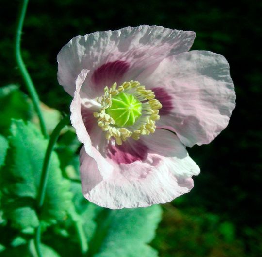 Der Schlafmohn „Papaver somniferum“ bildet ebenso wie andere Mohn- und Berberitzengewächse eine Vielzahl von Isochinolin-Alkaloiden. Der Schlafmohn „Papaver somniferum“ bildet ebenso wie andere Mohn- und Berberitzengewächse eine Vielzahl von Isochinolin-Alkaloiden.